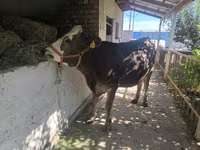 Vaca, Swiss cattle — foto 4