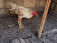 Chickens — photo 7