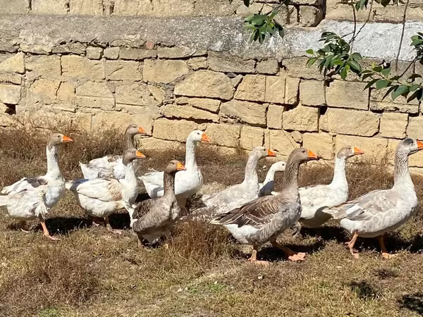 Geese — Azerbaijan