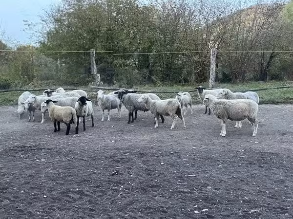公羊, White Suffolk sheep