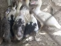 Chickens — foto 5