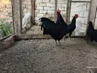 Chickens — photo 2
