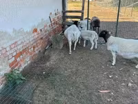 Ovce, Dorper sheep — foto 6