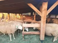 Qoyunlar (partiya, cinsi göstərilməyib), Qoyunlar — foto 1