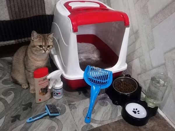 Satilir terbiyesi var 4 aylıqdı iynesi peyvendu vurulb isteyen