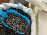 Ծտի կեր արեվածաղիկ մանր — foto 2