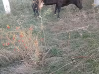 İnək, Mal-qara — foto 1