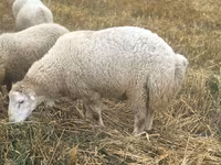 Qoç, Bardhoka sheep — foto 4