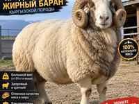 Qoç, Kyrgyz Mountain merino sheep — foto 2