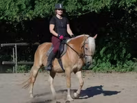 घोड़ी, Haflinger — फ़ोटो 1