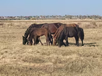 Madyan, Horse breed — foto 2