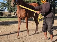 Кобила, Arabian horse — фото 4