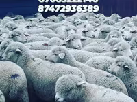 Carneiro, Ovelhas — foto 5