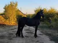 Kůň, Friesian — foto 5
