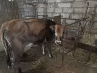 मवेशी (लॉट, लिंग निर्दिष्ट नहीं), मवेशी — फ़ोटो 3