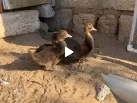 مسكوفي منزلي — الصورة 2