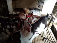 Dişi keçi, Beetal goats — foto 3