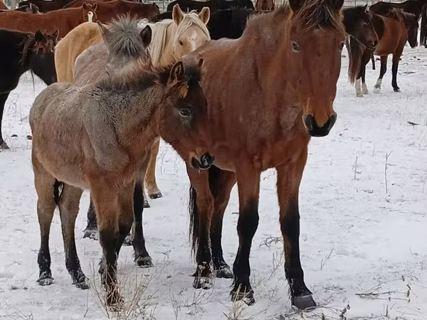 Кобила, Коні
