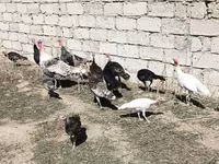 Turkeys — الصورة 1