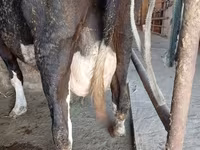 Vaca, Raça Alatau — foto 7
