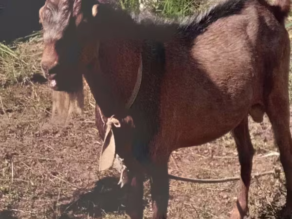 Ziegen (Partie, Geschlecht nicht angegeben), Beetal goats