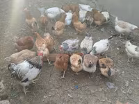 Chickens — Foto 7