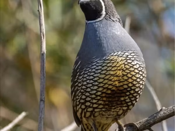 Quails