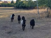 母羊, Karakul sheep — 照片 1