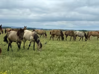Atlar (partiya, cinsi göstərilməyib), Horse breed — foto 1