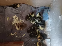 Ducks — foto 3