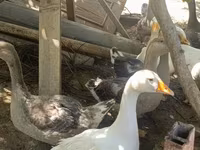 Geese — foto 4