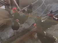 Chickens — foto 1