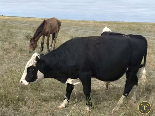 Cow, Red Polled Cow