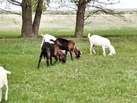 Koza, Saanen goat — foto 6