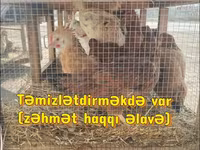 Chickens — الصورة 3
