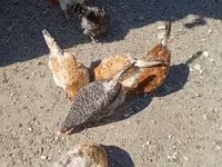 Chickens — الصورة 2