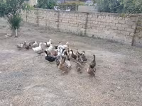 Ducks — photo 7