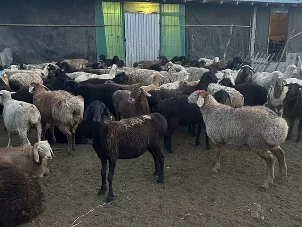 Ram, Sheep