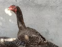 Chickens — photo 2