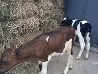 Bull, Holstein breed — photo 1