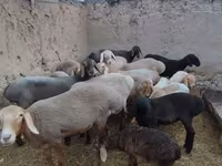 Ovelha, Arashan sheep — foto 2