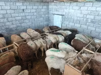 Oveja, Beulah Speckled face sheep — foto 8
