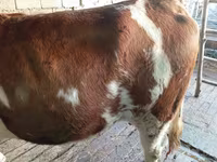 Cow, Simmental cattle — photo 4