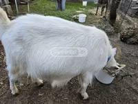 Cabra, Megrelian goat — foto 2