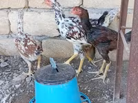 Chickens — foto 5