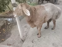 Qoyunlar (partiya, cinsi göstərilməyib), Arashan sheep — foto 8
