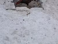 Chickens — फ़ोटो 4