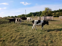 İnək, Russian Black pied cattle — foto 2