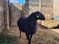 Widder, Hissar sheep — Foto 4