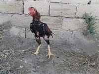 Chickens — foto 6